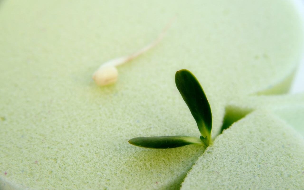 Mr. Mattress Wings S фото 3